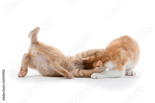Two cute kittens playing © Tony Campbell