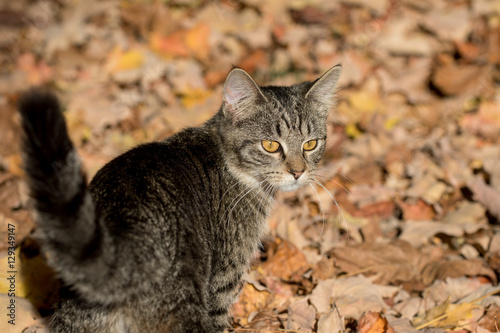 tabby cat in fall leaves