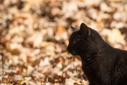 tabby cat in fall leaves