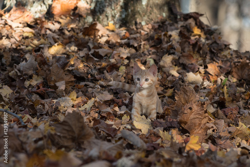 Kitten in leaves