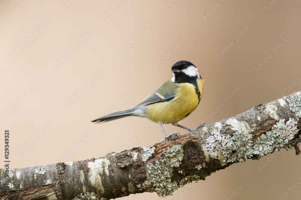 Fototapeta premium Great tit