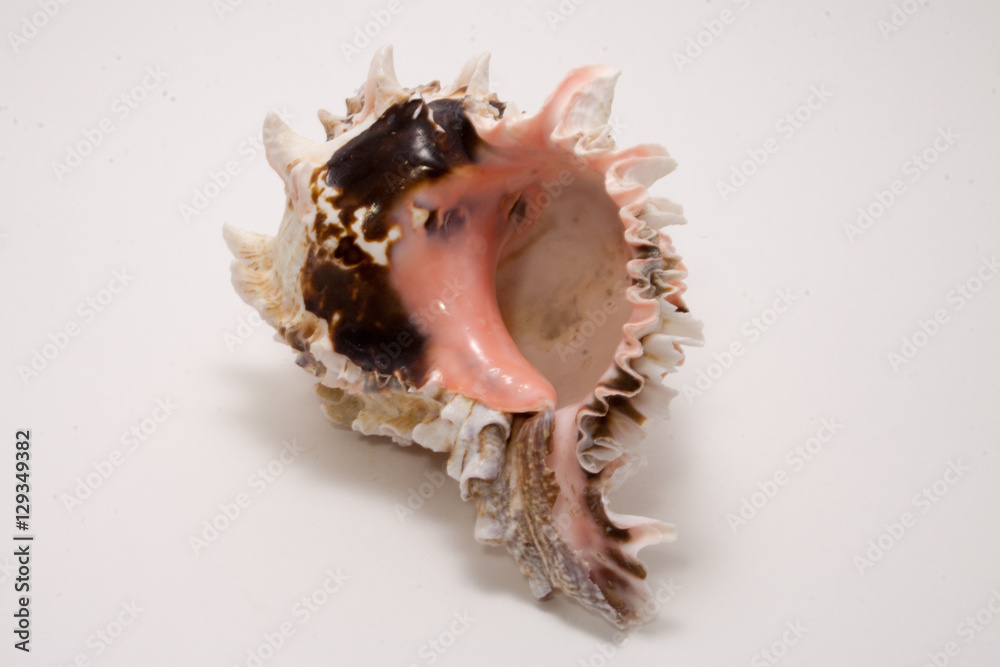 light sea shell isolated on white background
light sea shell isolated on white background
