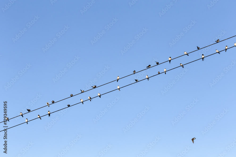 group of swallows resting on the wires group of swallows resting on the wires