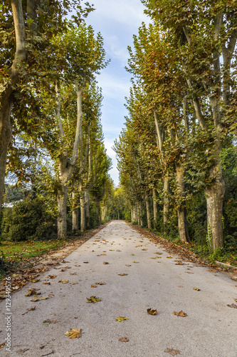 Fototapeta Naklejka Na Ścianę i Meble -  straight forest road in autumn season