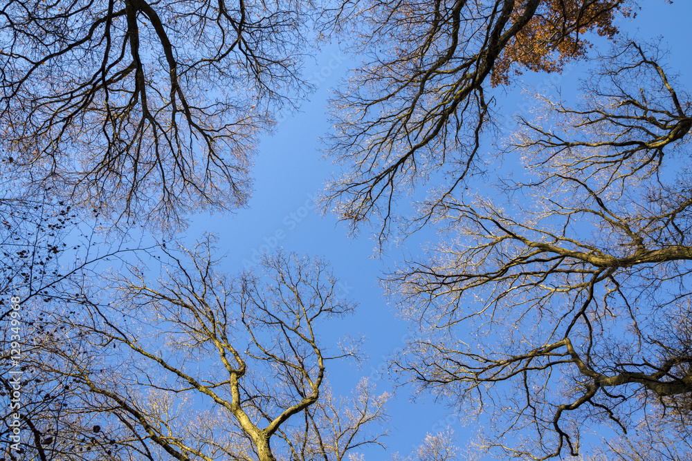 Beautiful colorful autumn trees with blue sky
