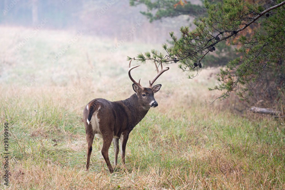 Obraz Large white-tailed deer buck
