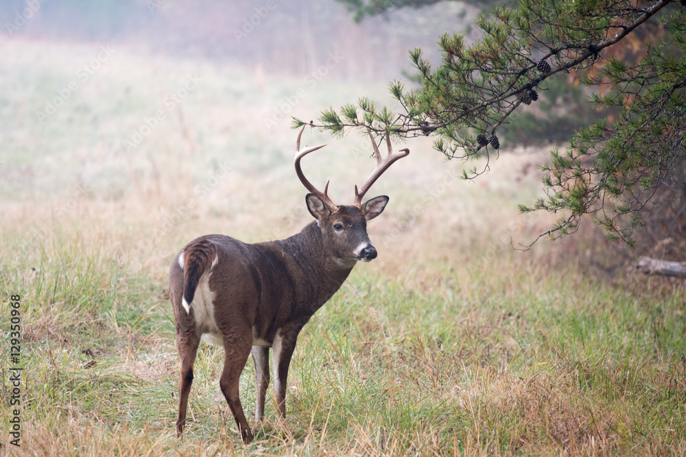 Obraz premium Large white-tailed deer buck