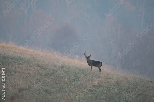 Fototapeta Naklejka Na Ścianę i Meble -  Large white-tailed deer buck
