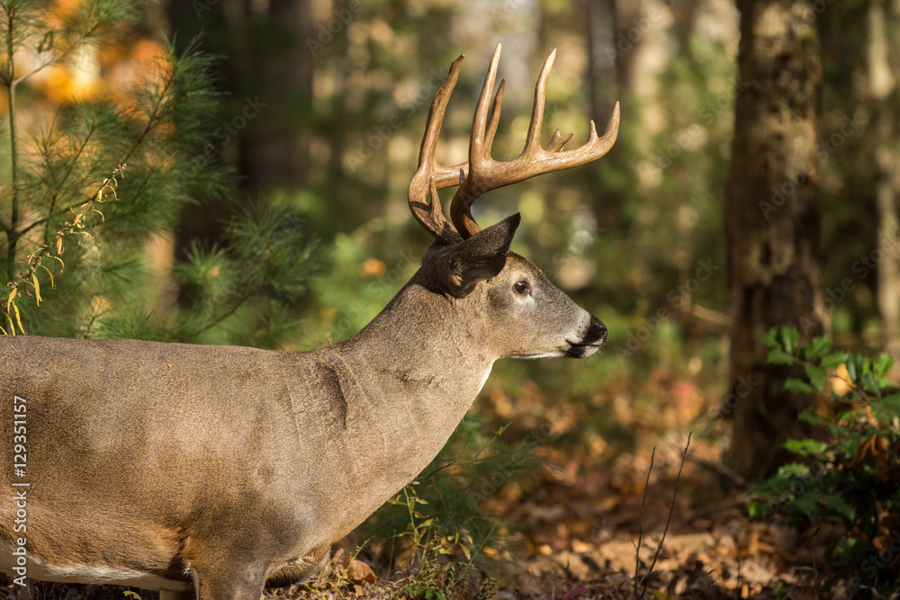 Naklejka premium Large white-tailed deer buck in woods