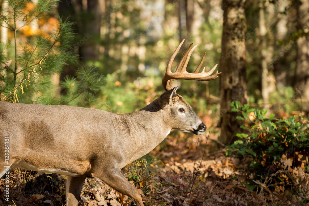 Large white-tailed deer buck in woods Large white-tailed deer buck in woods