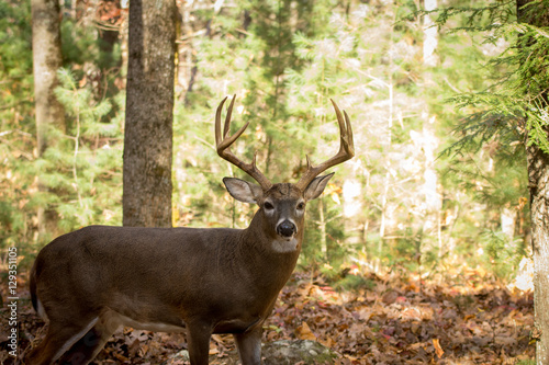 Large white-tailed deer buck in woods