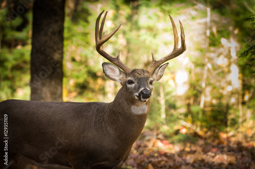 Large white-tailed deer buck in woods © Tony Campbell