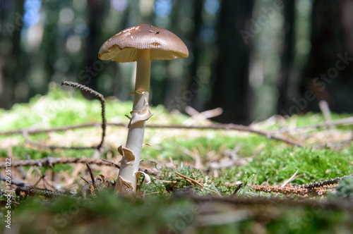 Complete focus on a wild mushroom