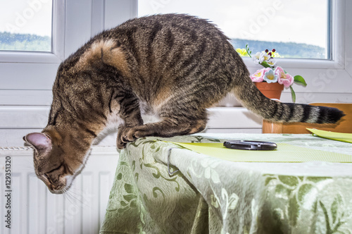 Cat going to jump down from a table top