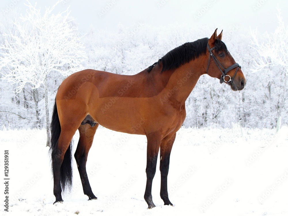 Portrait of an American Quarter Horse against a high contrast background Portrait of an American Quarter Horse against a high contrast background