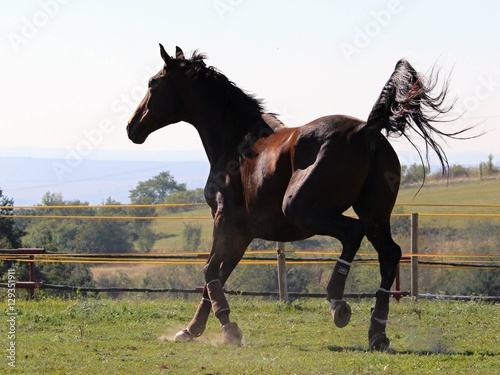 Fotografie An action shot of an American Saddlebred