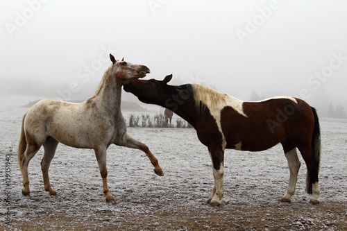 Horses playing with one another in a pasture