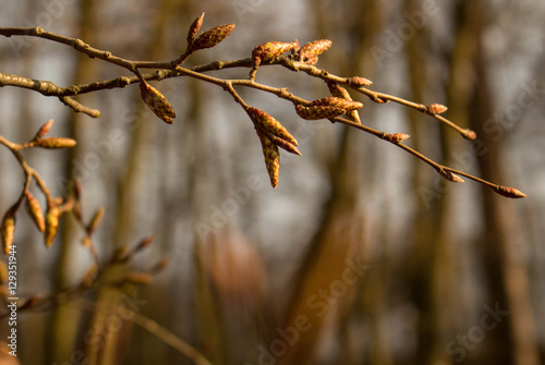 A tree branch with buds