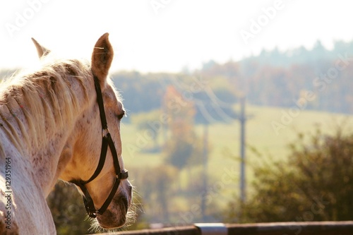 Close up of a horse from the back