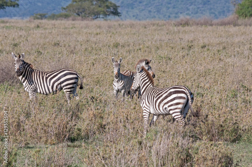 Burchell   s Zebras graze on savanna pasture on blurred vignette. Serengety National Park  Great Rift Valley  Tanzania  Africa.