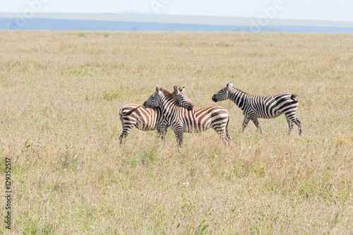 Three Burchell   s Zebras flirt on savanna plain. Serengeti National Park  Great Rift Valley  Tanzania  Africa.  