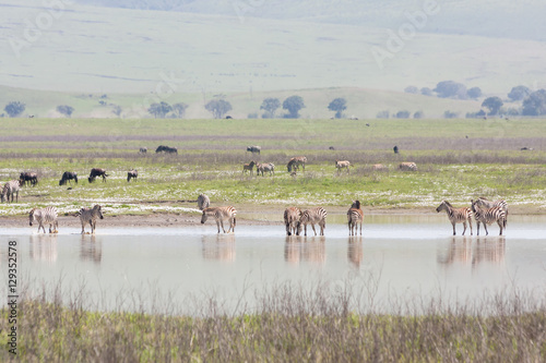 Numerous zebras stand in lake and graze along bank. Ngorongoro  Great Rift Valley  Tanzania  East Africa.  