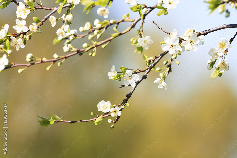 beautiful cherry branch with delicate flowers bloom in early may in the garden beautiful cherry branch with delicate flowers bloom in early may in the garden