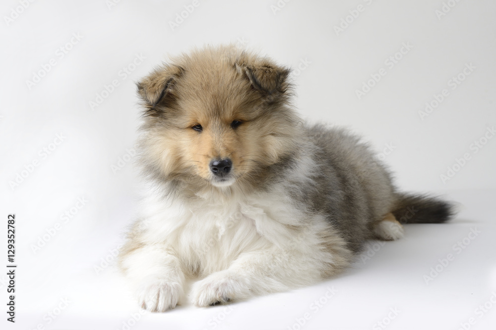 Fototapeta premium Chiot Colley