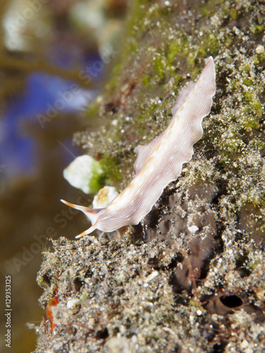 Flatworm Prostheceraeus sp. photo