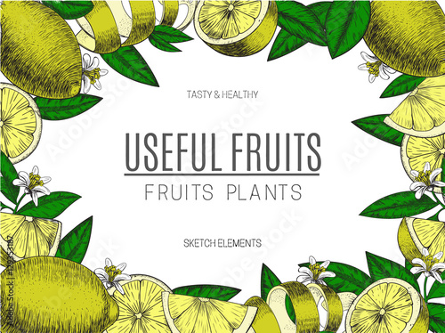 Vector design lemon with ink hand drawn. Whole,sliced pieces half, leave sketch. Fruit engraved style illustration. Retro . Detailed citrus drawing. Great for water, detox drink, natural cosmetics