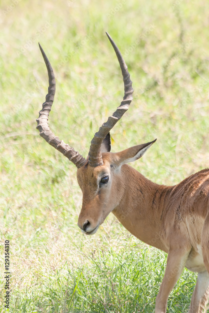 Impala (Aepyceros melampus) head in profile. Serengeti National Park, Great Rift Valley, Tanzania, Africa