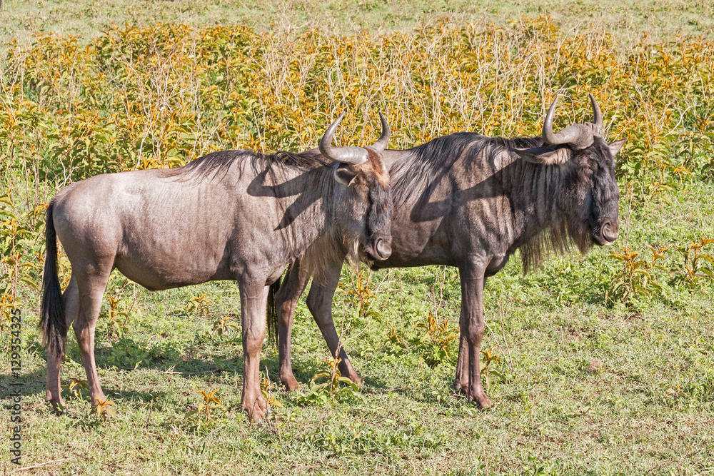 Two Wildebeest (Gnu) stand in profile in savanna plain. Ngorongoro