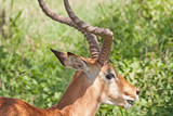 Impala (Aepyceros melampus) head in profile. Serengeti National Park, Great Rift Valley, Tanzania, Africa