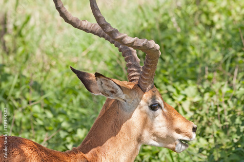 Impala  Aepyceros melampus  head in profile. Serengeti National Park  Great Rift Valley  Tanzania  Africa