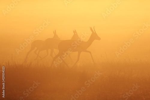 Springbok Antelope - African Wildlife Background - Through Golden Sunset Dust