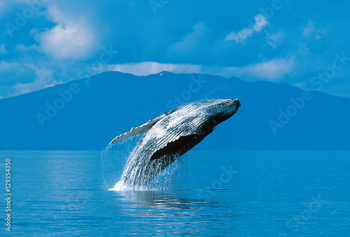 Canvas Print Humpback whale breaching