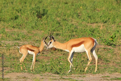Springbok Antelope - African Wildlife Background - Baby Animals and their Moms