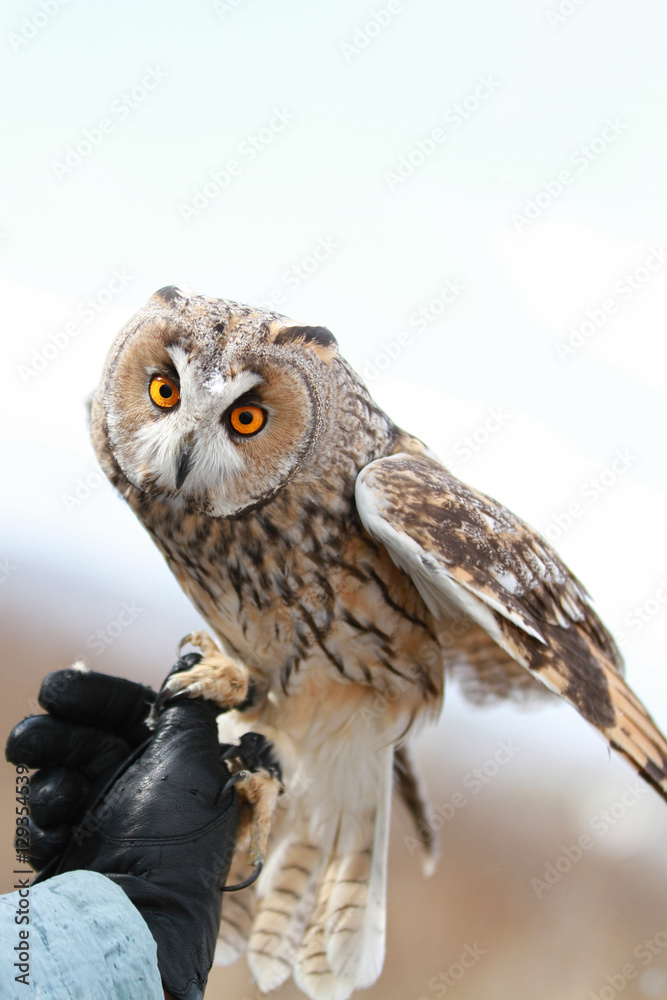 Long-eared owl rendered in the field to fly and to hunt in . Tamed animal. Asio otus Long-eared owl rendered in the field to fly and to hunt in . Tamed animal. Asio otus