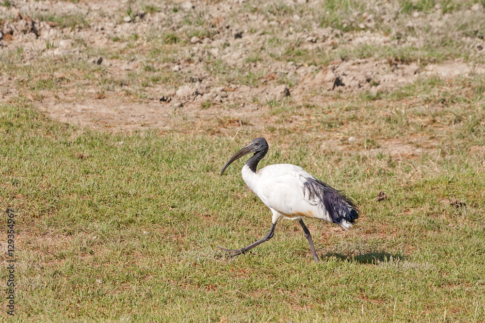 Obraz premium African Sacred Ibis (Threskiornis aethiopicus) walks on sunny grass meadow. Ngorongoro Crater, Tanzania, East Africa. 