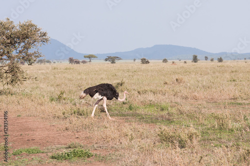 African male ostrich (Struthio camelus) goes on savanna plain. Serengeti National Park, Tanzania, Africa.
