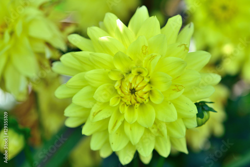 Yellow Flower