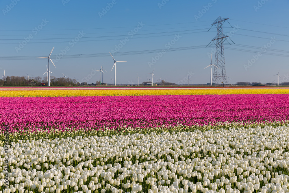 Dutch tulip field with wind turbines and a power pylon