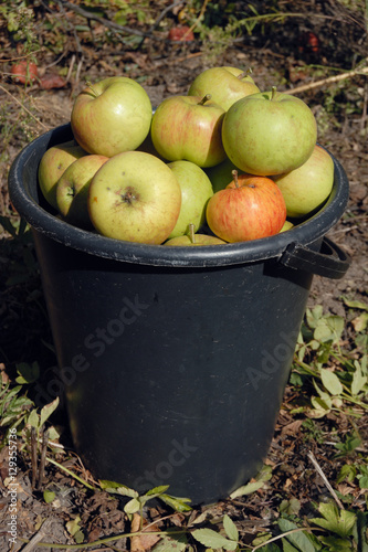Apples in the bucket