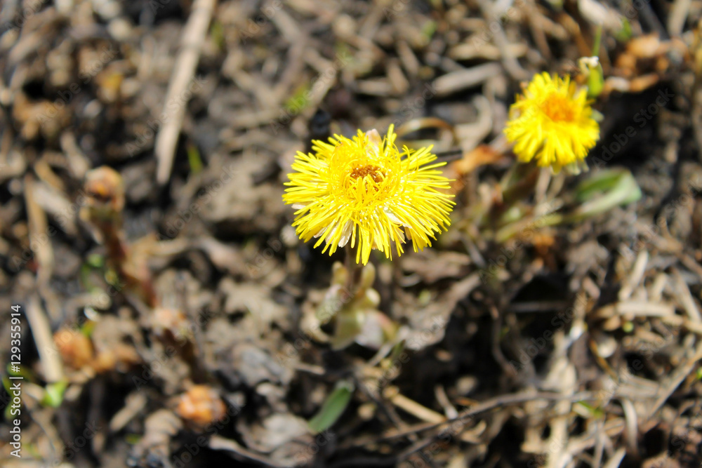 Coltsfoot flower (Tussilago farfara) on the meadow Coltsfoot flower (Tussilago farfara) on the meadow