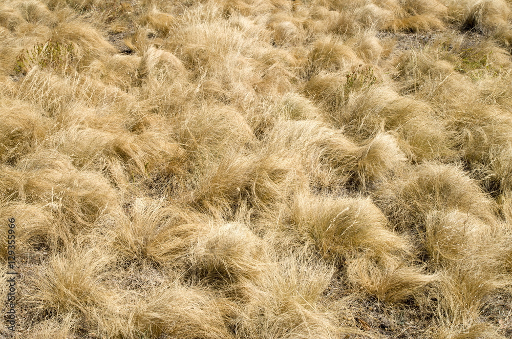 Yellow grass of mountain meadow in the fall Yellow grass of mountain meadow in the fall