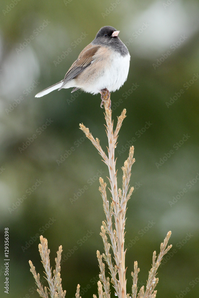 Obraz premium Dark Eyed Junco sitting on tree top