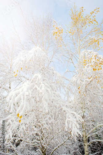 Birch banches covered by snow aftr winter blizzard. photo