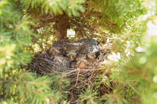 4 junge Amselküken schauen aus dem Nest heraus © piXuLariUm