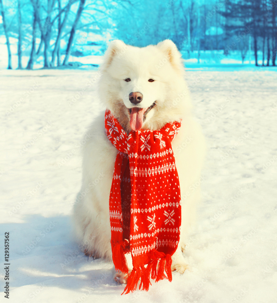 Samoyed Puppies In Snow