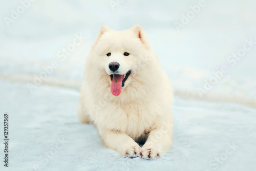 Portrait happy winter white Samoyed dog lying on snow